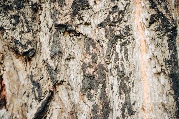 나무의 윤기나는 — 스톡 사진