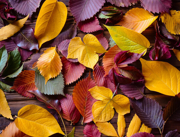 Autumn background, red, yellow, green leaves on a wooden brown background