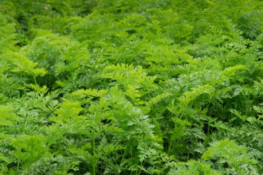 Havuçlar sahada. Taze yeşil havuç.