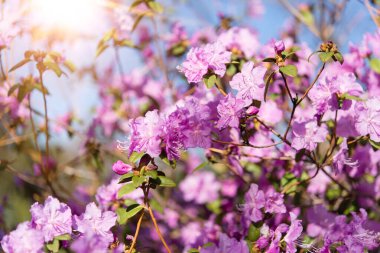 Baharda botanik bahçesinde güneş ışığında Rhododendron çiçeği
