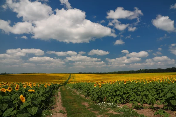 De kleuren van Oekraïne — Stockfoto