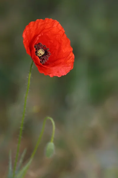 Flourishing poppy — Stock Photo, Image