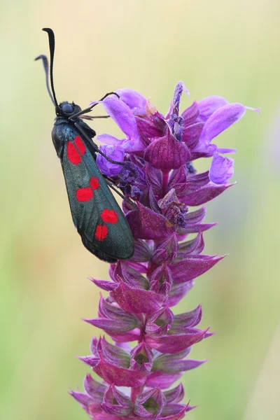 Day moth (Zygaena filipendulae) — Stock Photo, Image