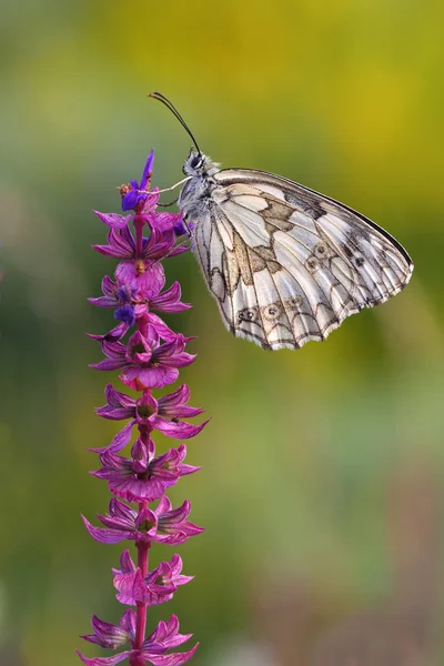 Farfalla (Melanargia galathea ) — Foto Stock