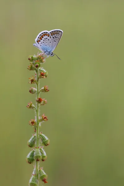 Schmetterling (plebejus argus)) — Stockfoto