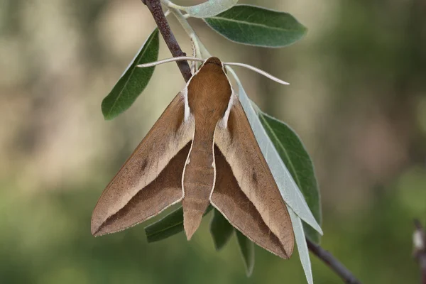 Hawk moth (Hyles hippophaes) Royaltyfria Stockfoton