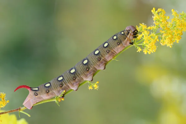 Hawk moth caterpillar (Hyles gallii) Stockfoto