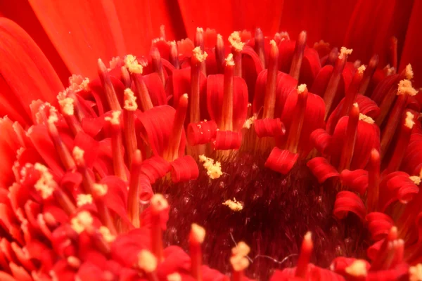 Kırmızı çiçek maro — Stok fotoğraf