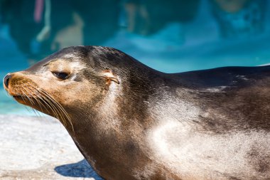 Mühür yan görünüm
