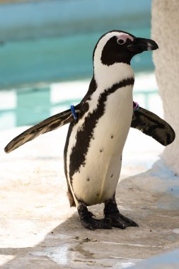 Peguin kanatları Yayilim