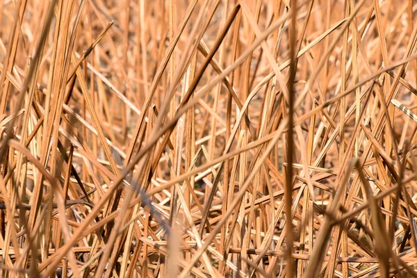 Trockenrausch — Stockfoto