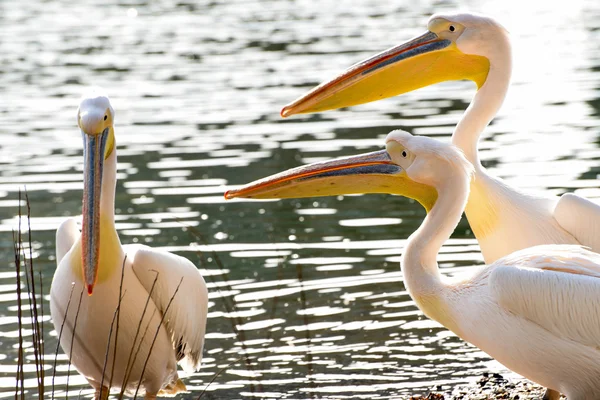 Pelikangruppe — Stockfoto