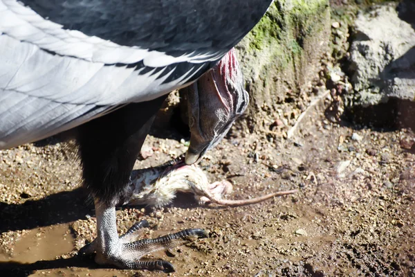 Vulture eating — Stock Photo, Image