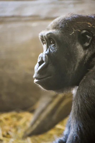 Вид збоку горили — стокове фото