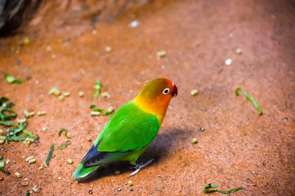 Colorful bird on the ground — Stock Photo, Image