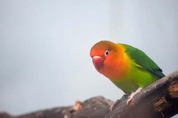 Colorful bird looking down — Stockfoto