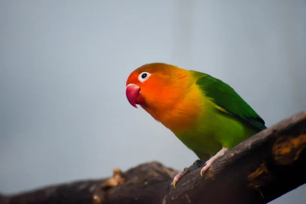 Colorful bird side view — Stock Photo, Image