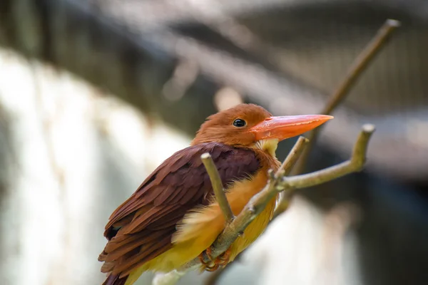 Orange-beaked bird — ストック写真