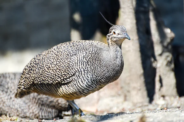 Pheasant side view — Stock Photo, Image