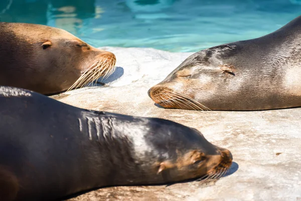 Drie zeehonden rusten — Stockfoto