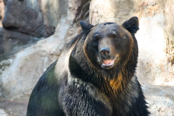 Oso sentado — Foto de Stock