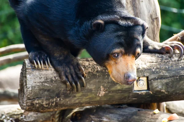 Oso de caza — Foto de Stock