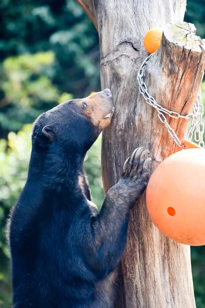 Oso hambriento — Foto de Stock