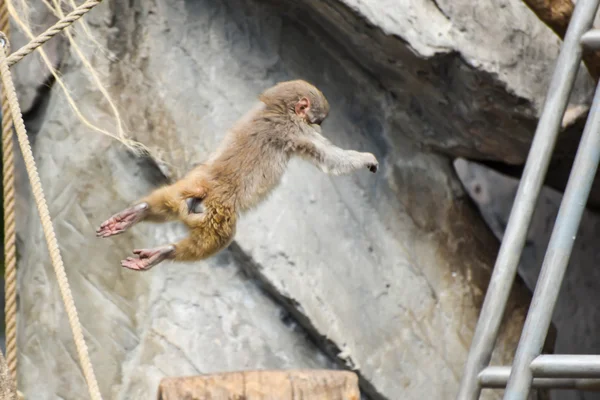 Makaak springen — Stockfoto