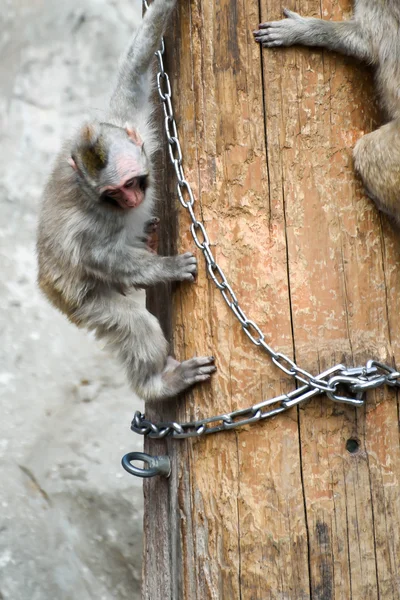 Japanse makaak klimmen — Stockfoto