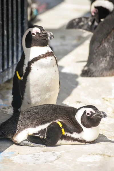 Dos pingüinos — Foto de Stock