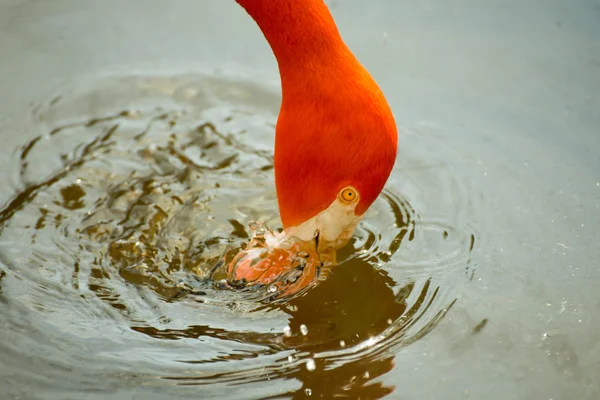 Flamingo Beber — Foto de Stock