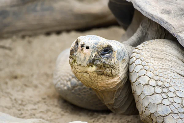 Rust schildpad Stockfoto