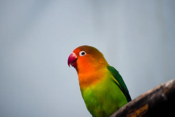 Kleurrijke vogel Rechtenvrije Stockfoto's