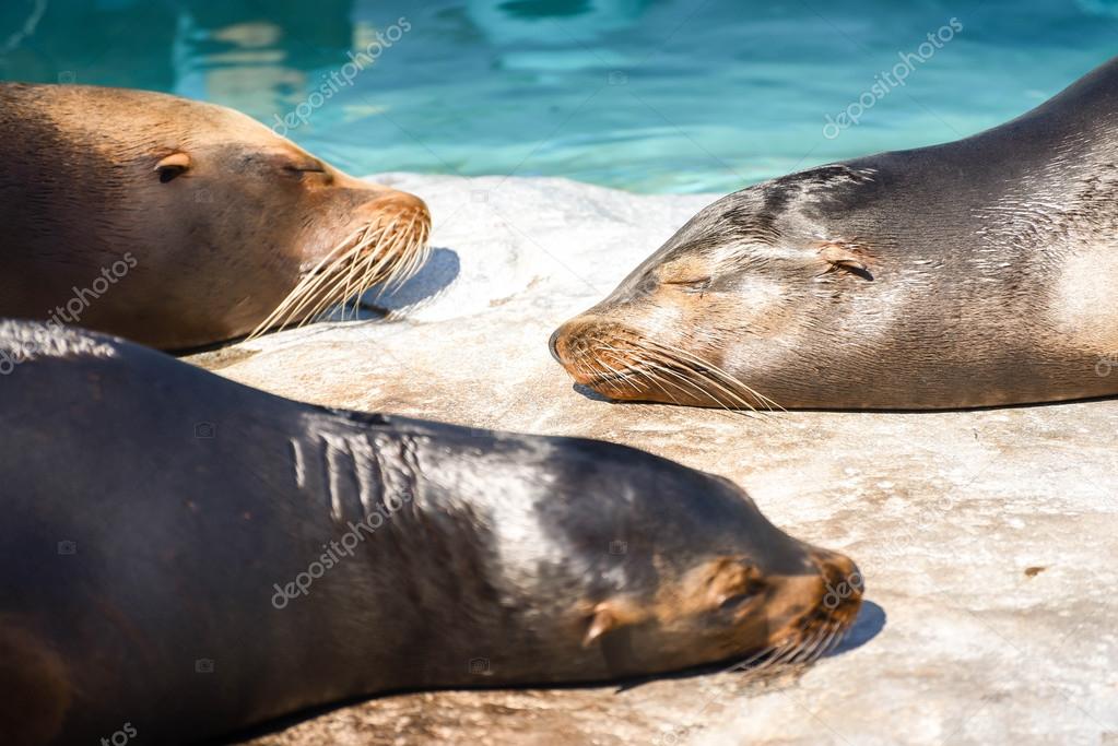 Three seals resting