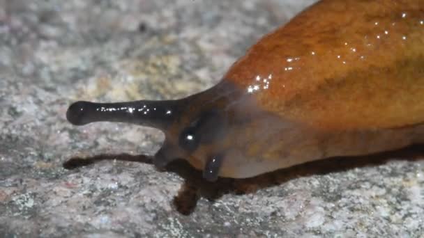 Crawling slug — Αρχείο Βίντεο