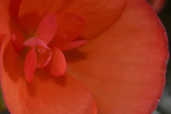 Red flower macro left — Stock Photo, Image