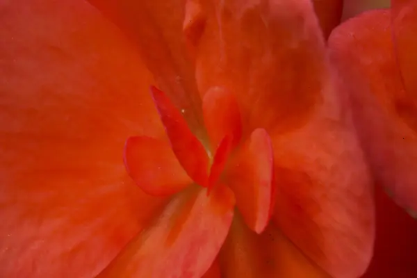 Kırmızı çiçek makro doğru — Stok fotoğraf