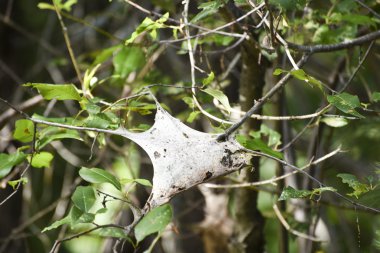 Çadır tırtıl yuvası