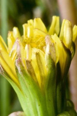 Açılış karahindiba