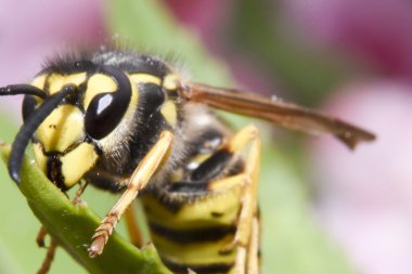 Hornet yaprak üzerinde