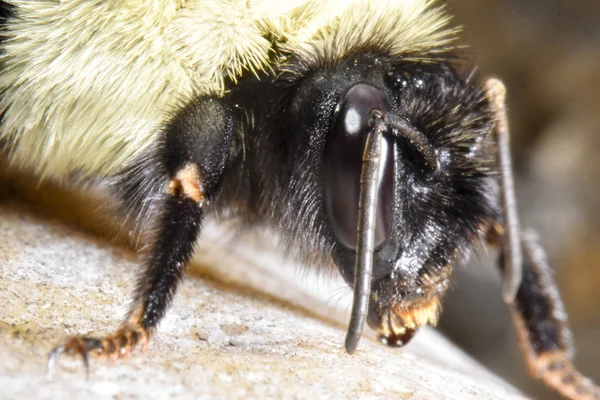 Tête d'abeille côté — Photo