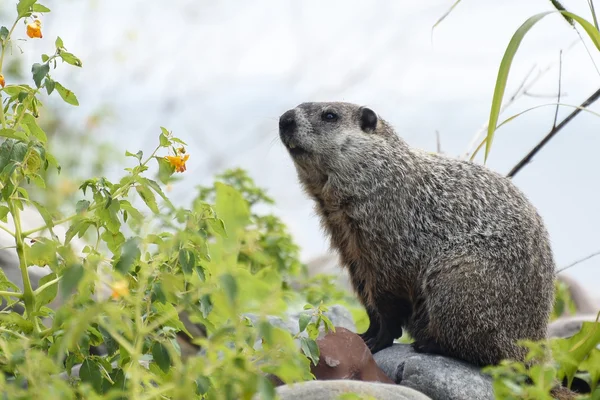 Groundhog zijaanzicht Rechtenvrije Stockafbeeldingen