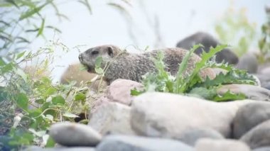 beslenme 2 köstebek