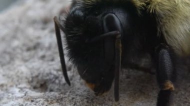 anten yan görünüm seğirmesi arı kafa