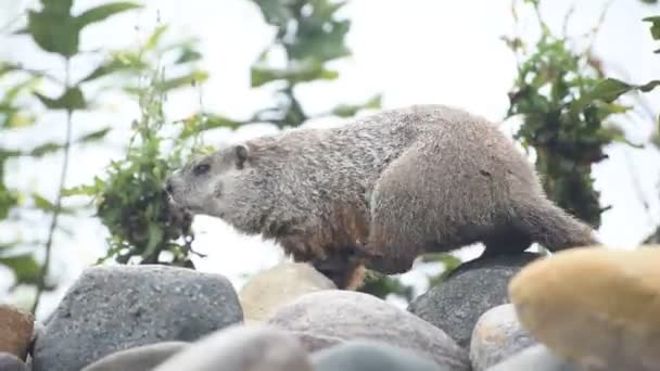 Marmota gateando — Vídeos de Stock