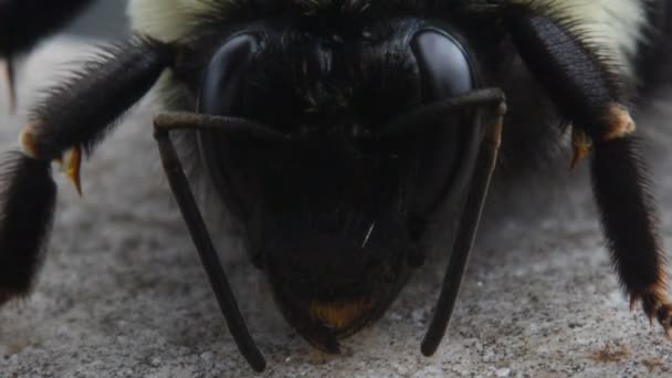 Bee twitching antenna — Stock Video