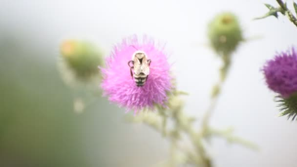 abeille se nourrissant de chardon 