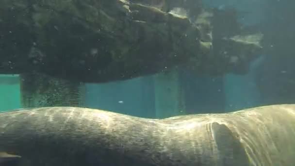 Seelöwe unter Wasser — Stockvideo