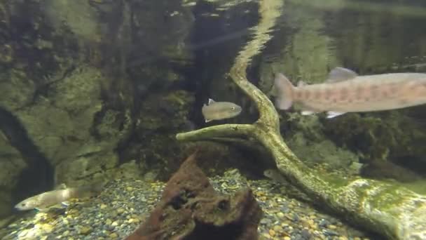 在一辆坦克 2 游泳的鱼 — 图库视频影像