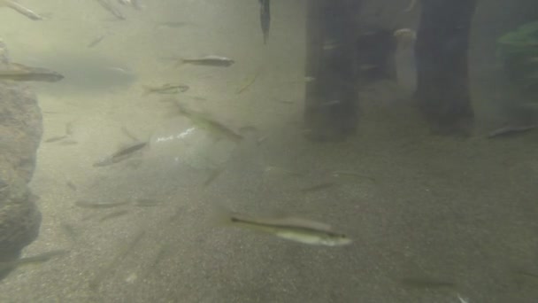 Fische schwimmen in einem Becken — Stockvideo